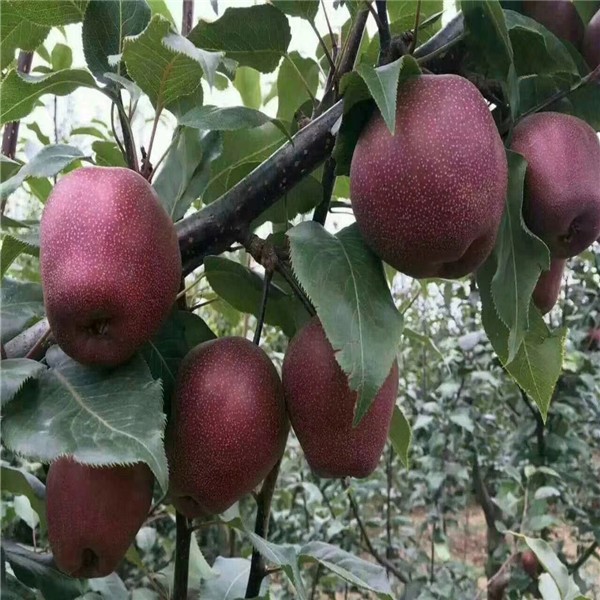 湖南永州煙富八蘋果樹種植技術