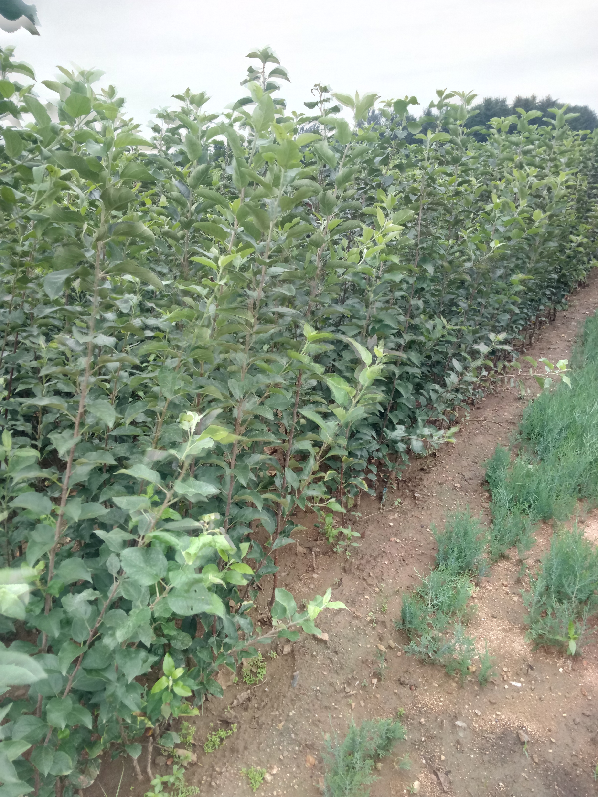 湖南邵陽煙富八蘋果樹種植資料