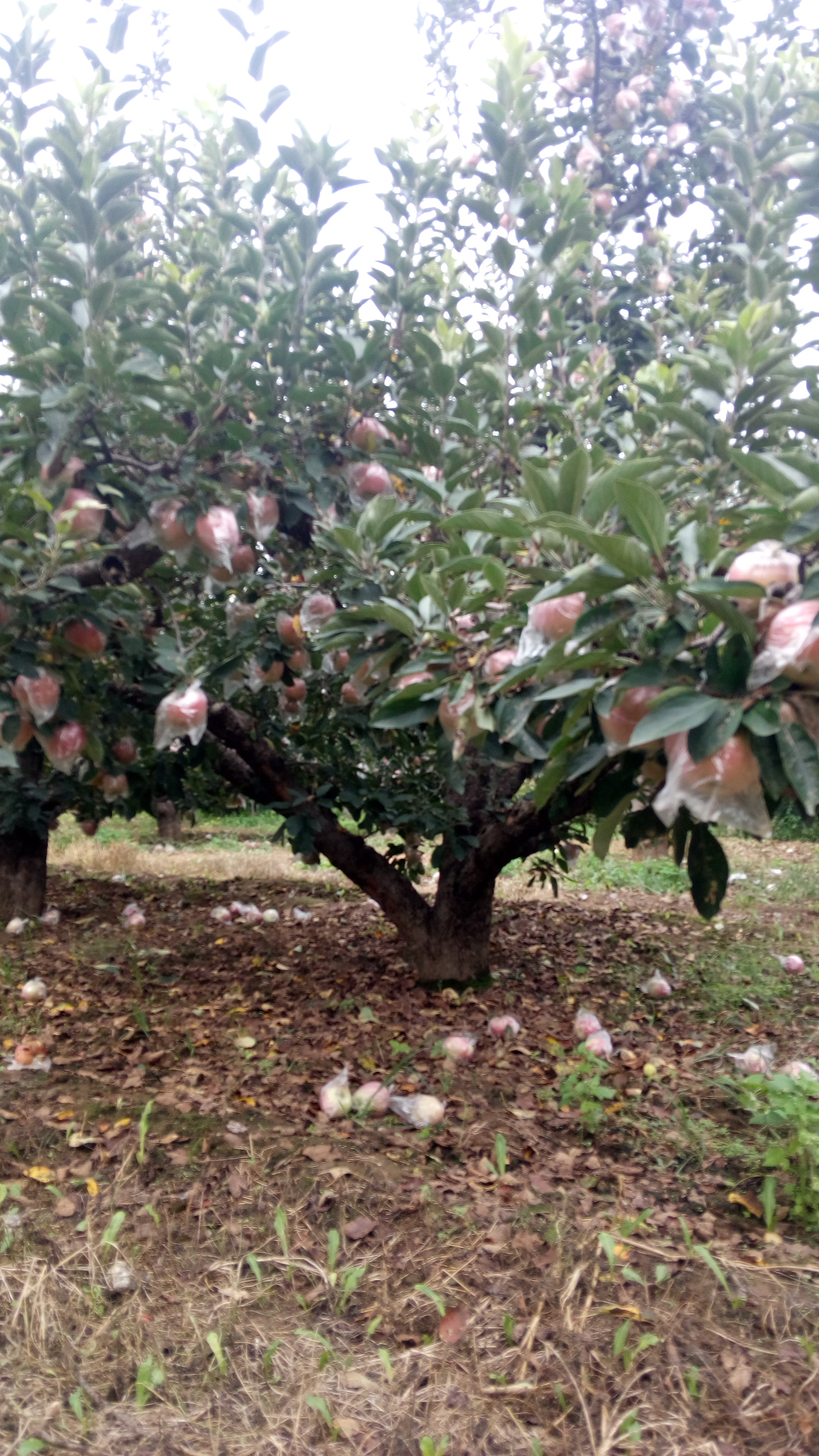 江苏南京烟富八苹果树品种纯