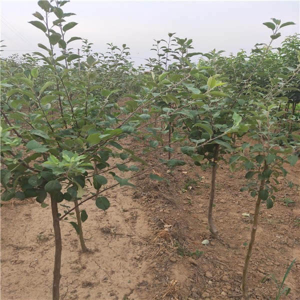 煙富10蘋(píng)果樹(shù)品種介紹