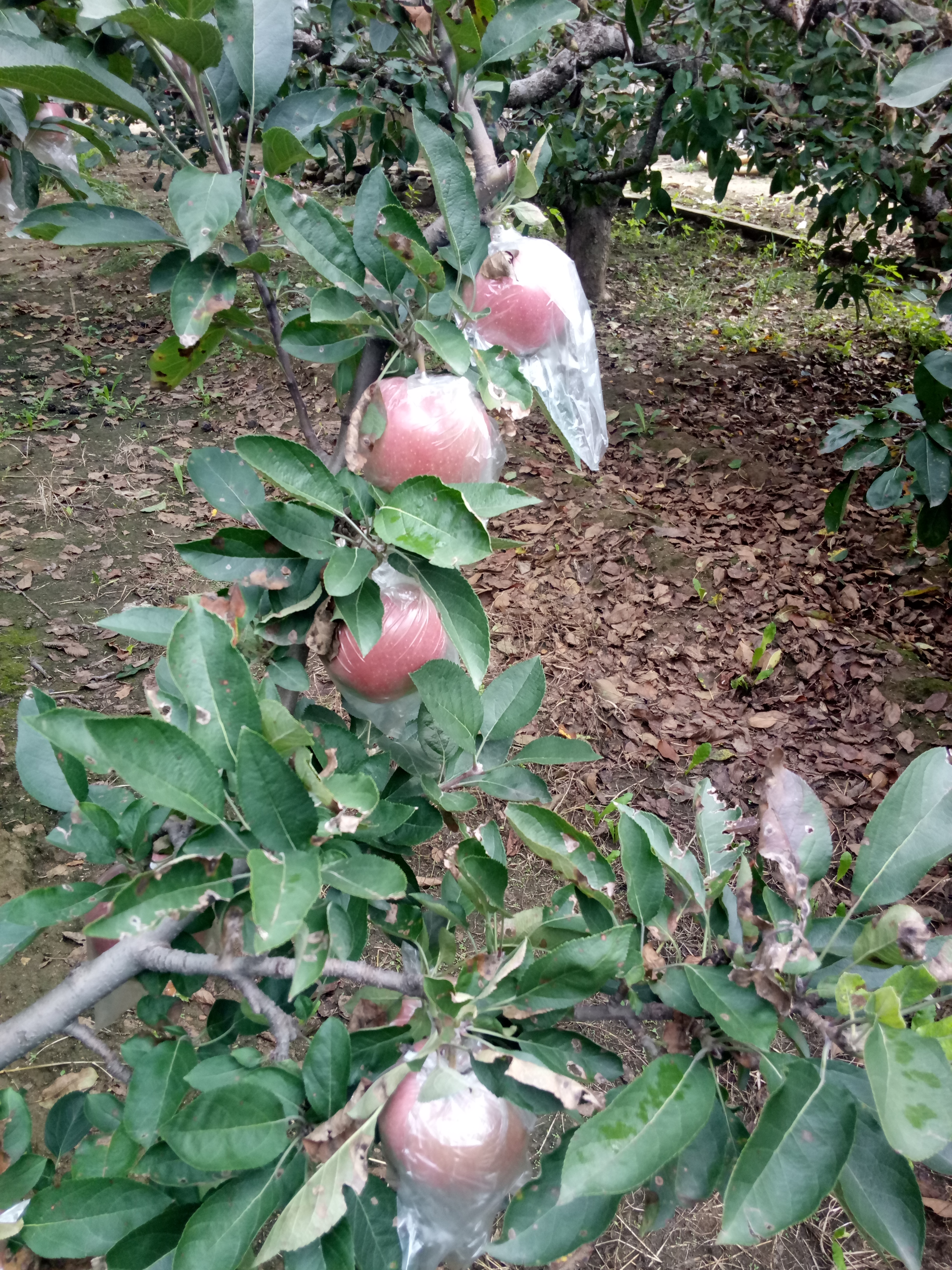 红富士苹果树嫁接技术