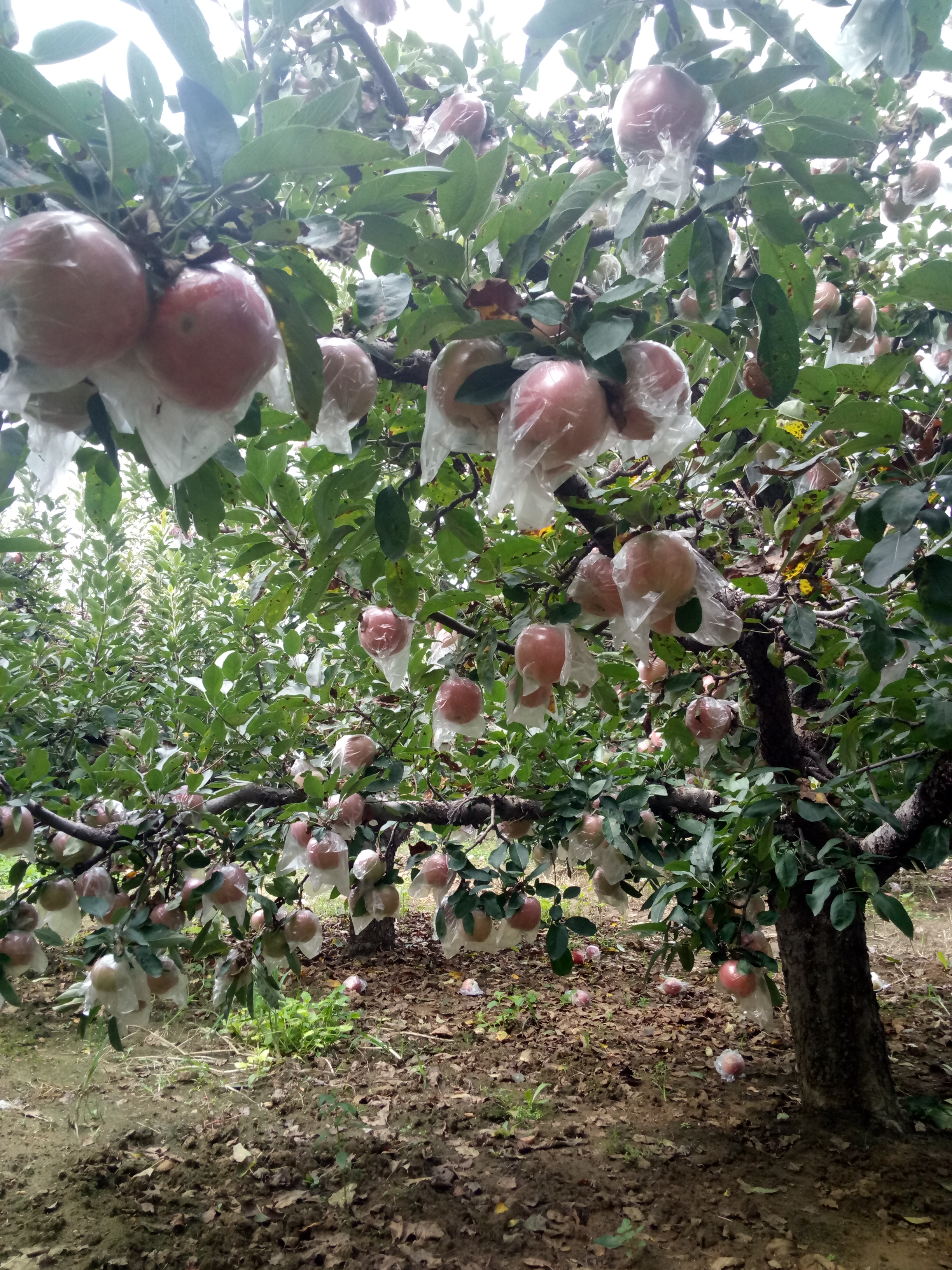 吉林紅富士蘋(píng)果樹(shù)苗苗質(zhì)好