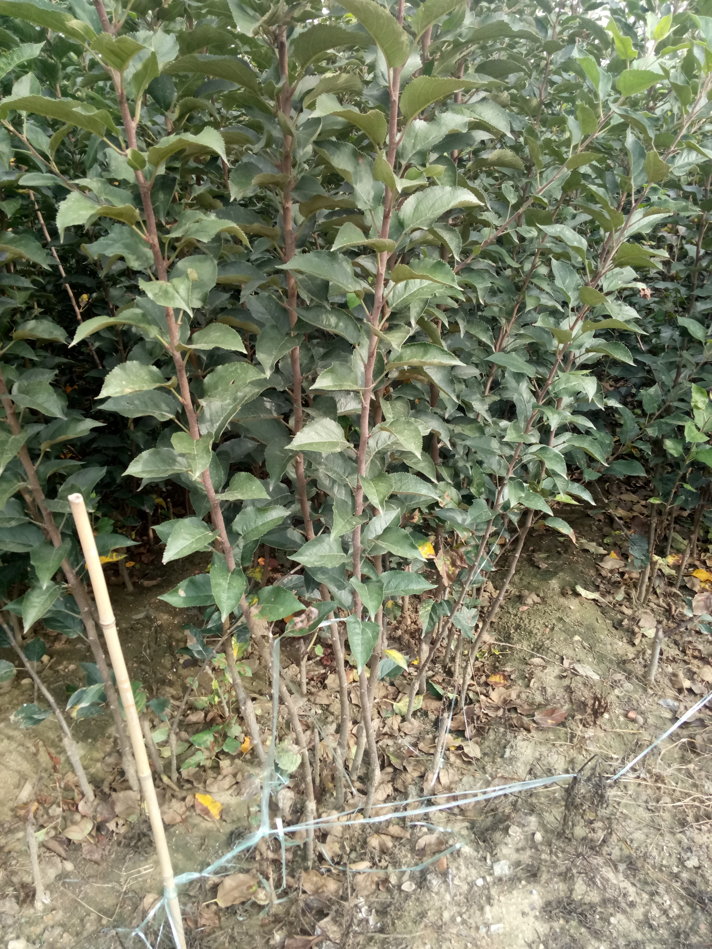 江蘇泰州嘎啦蘋(píng)果樹(shù)包結(jié)果