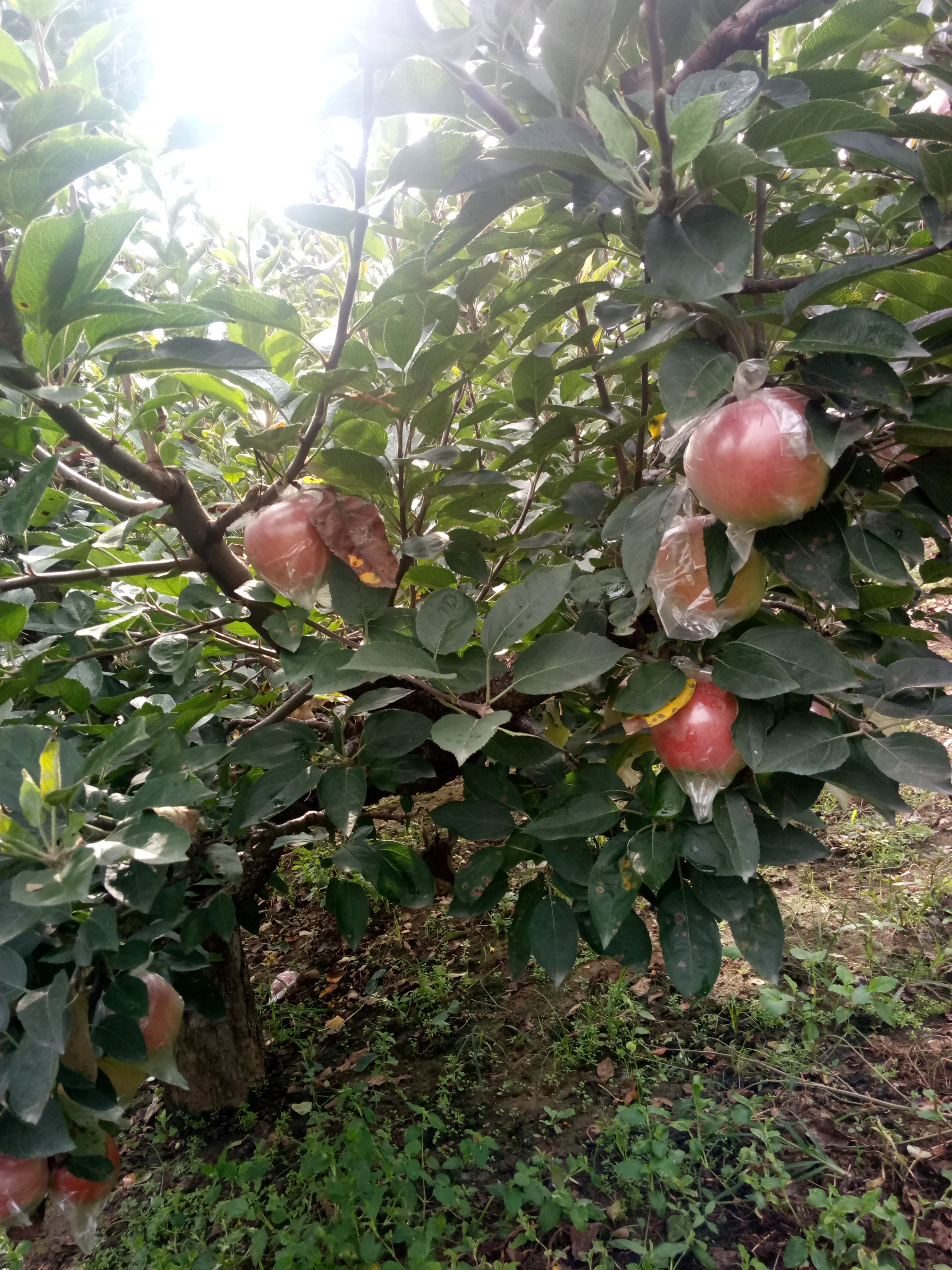 湖南湘潭矮化蘋果苗基地放心苗