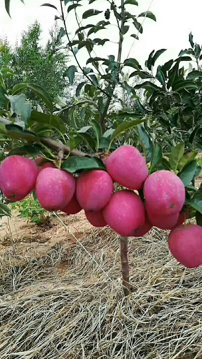 河南周口美國八號蘋果樹種植技術