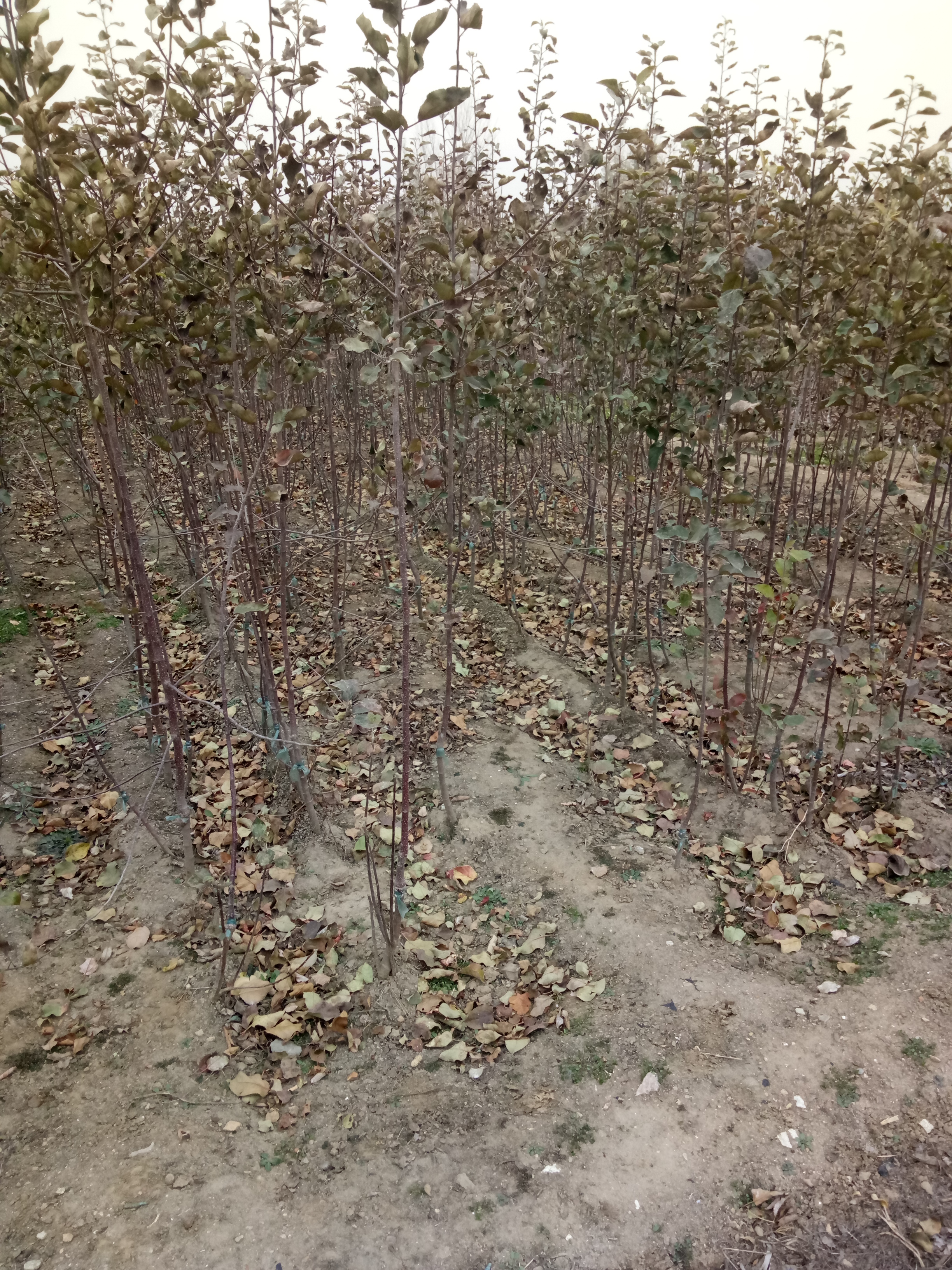 河南漯河矮化蘋果苗蘋果樹種植技術(shù)