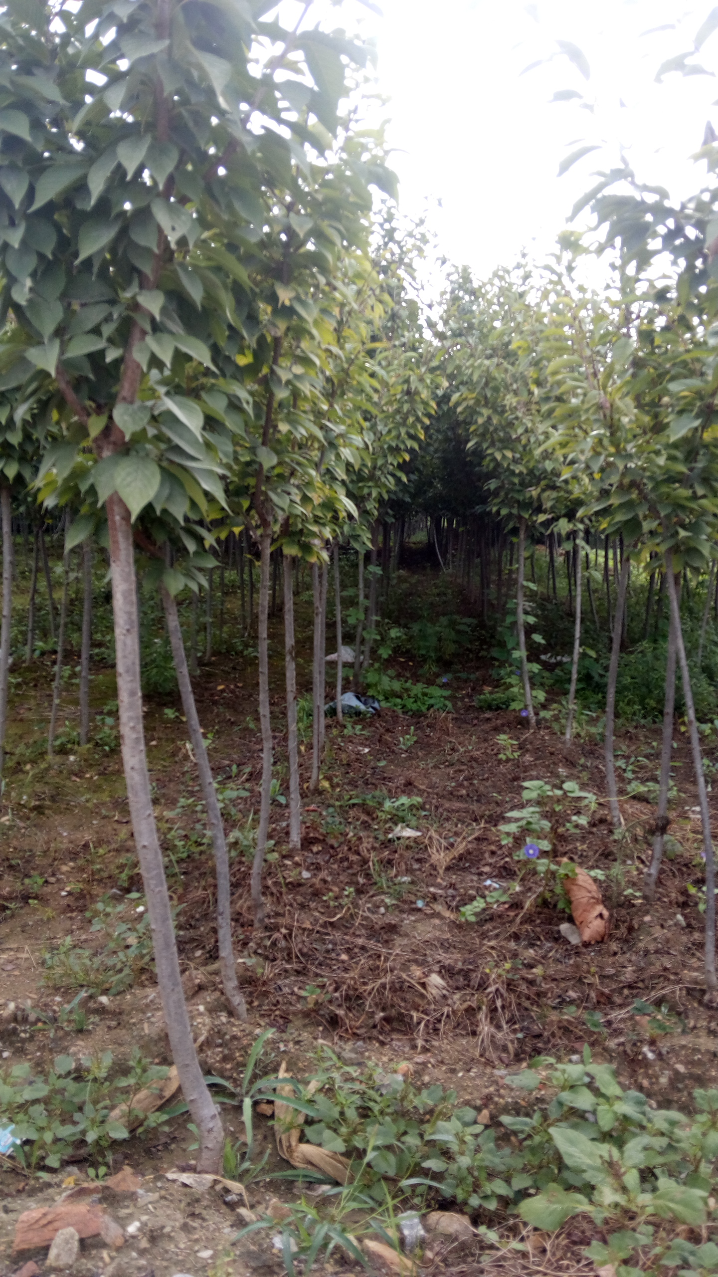 江西脆紅李子苗種植基地