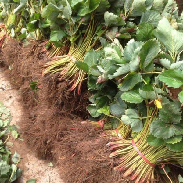 福建蒙特瑞草莓苗基地