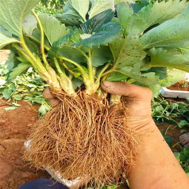 青海蒙特瑞草莓苗基地