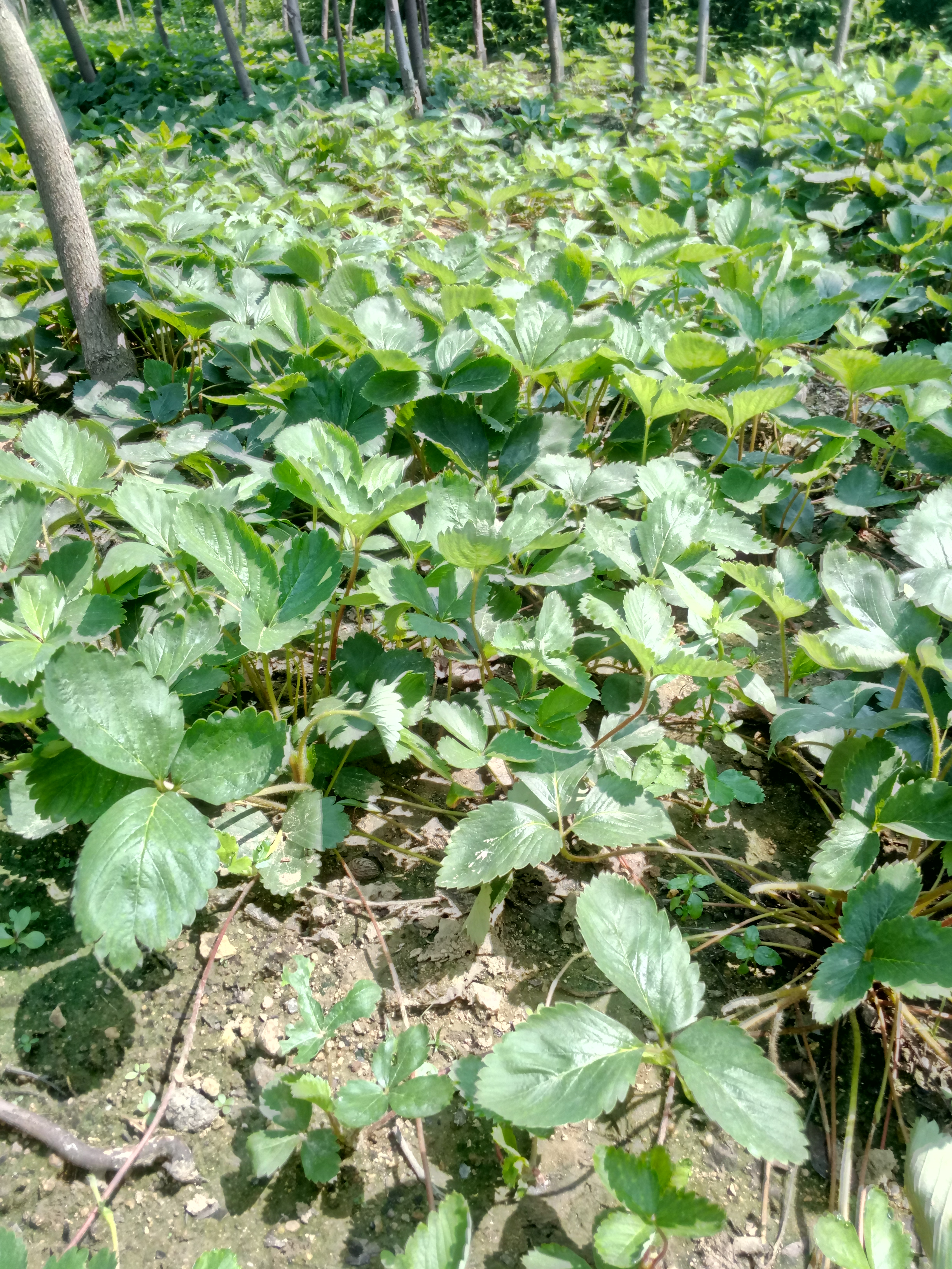 福建蒙特瑞草莓苗基地