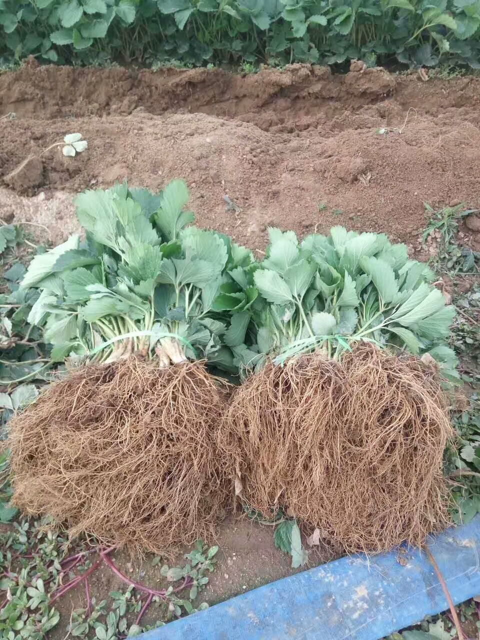 福建蒙特瑞草莓苗基地
