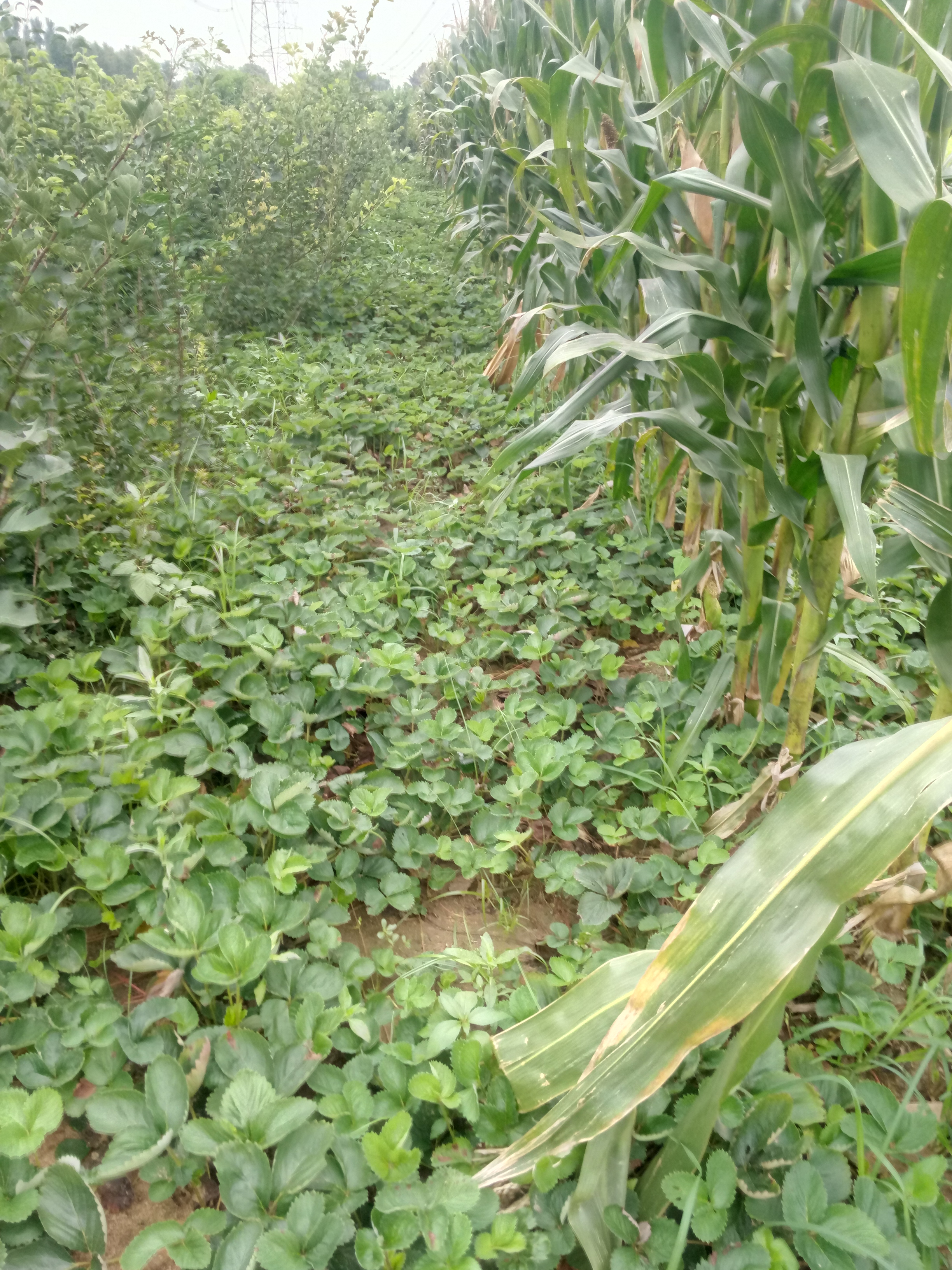 福建蒙特瑞草莓苗秋栽時間