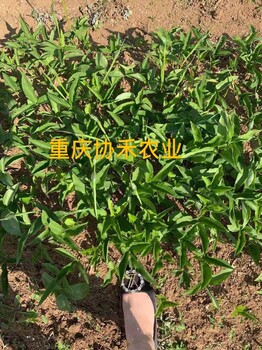 重庆半夏种植基地重庆璧山协禾农业