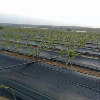 提供果樹除草布定制防草布防草布經(jīng)銷商