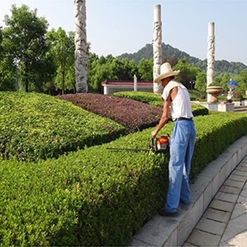 常寧市園林綠化養(yǎng)護草坪苗木修剪造型