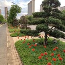 郴州市工業(yè)園區(qū)園林綠化養(yǎng)護(hù)綠化草皮苗木修剪造型