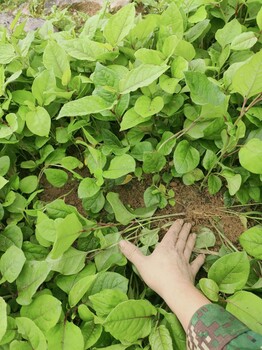 瑞源农业酸汤杆,长沙虎杖苗名贵中药材种植基地