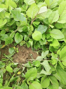 长沙虎杖苗供应基地,虎杖