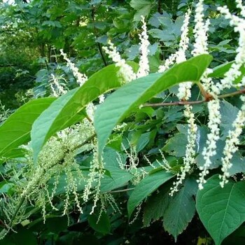 瑞源农业酸汤杆,生产虎杖苗名贵中药材种植基地