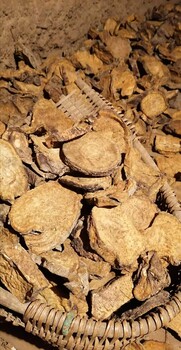 上海生產(chǎn)大黃批發(fā)價(jià)格,大黃片