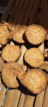 瑞源大黃投料,南京生產(chǎn)大黃基地
