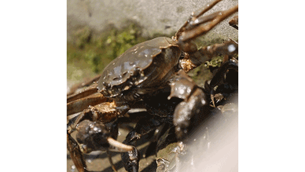 深耕养蟹，匠心品蟹——蟹状元大闸蟹