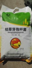 枯草芽孢杆菌图片