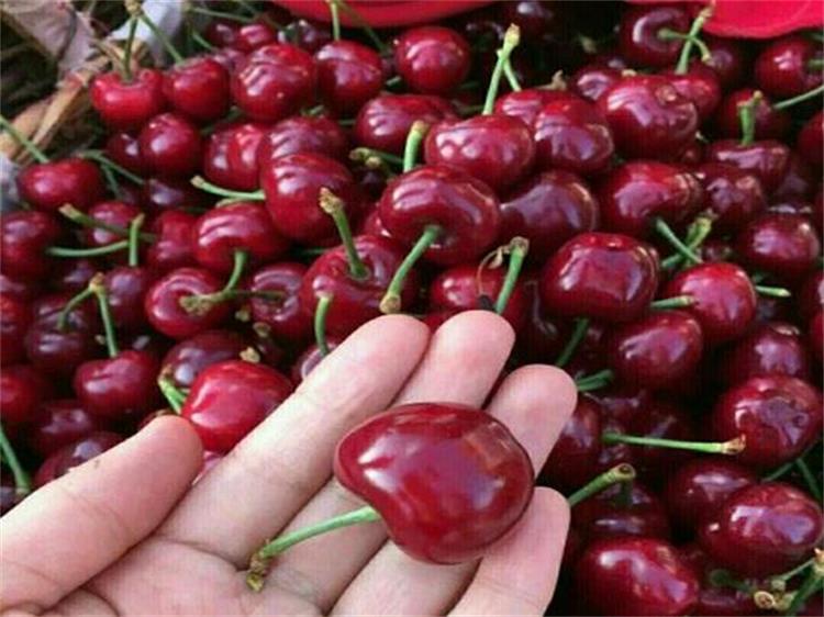 滄州紅燈櫻桃樹(shù)根系發(fā)達(dá)