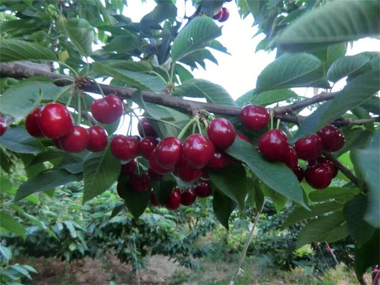 攀枝花紅燈櫻桃樹成活率高
