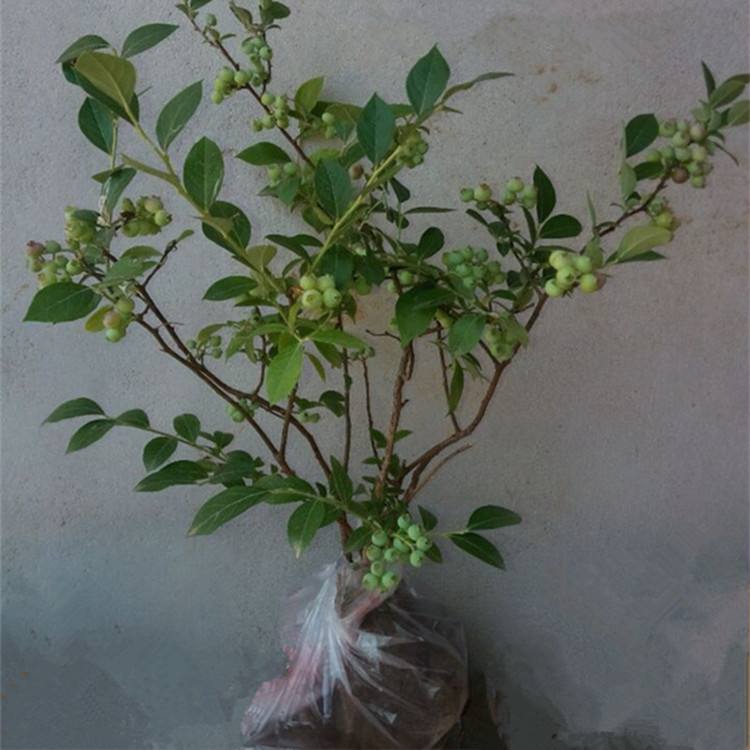 黑河藍(lán)豐藍(lán)莓苗現(xiàn)挖現(xiàn)賣恒誠(chéng)園藝