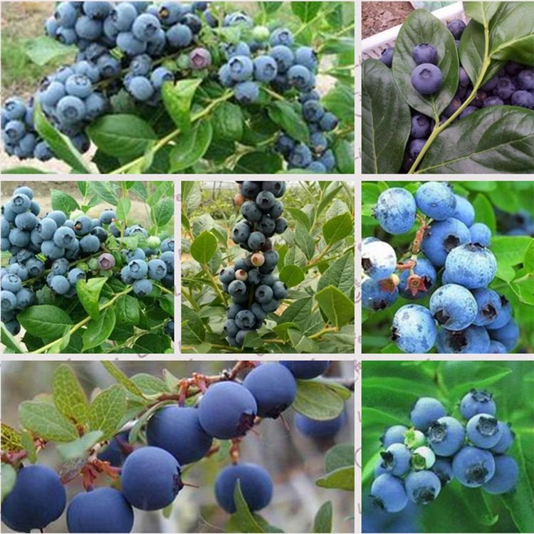 常州钱德勒蓝莓苗根系发达枝叶茂盛恒诚苗木