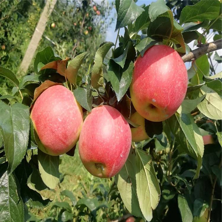 河南苹果苗苹果树现货供应真诚合作发展