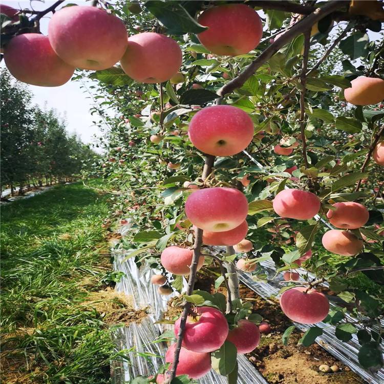 鲁丽苹果苗嫁接苹果树苗根系发达成活高欢迎洽谈合作