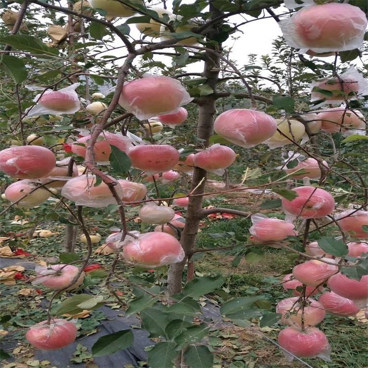 2年苹果苗2厘米苹果树大量批发基地恒诚园艺基地