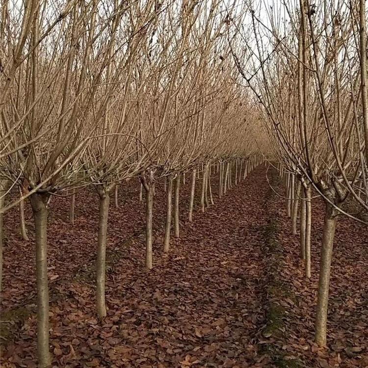 安阳山西樱花苗培育基地量大价优恒诚园艺苗木