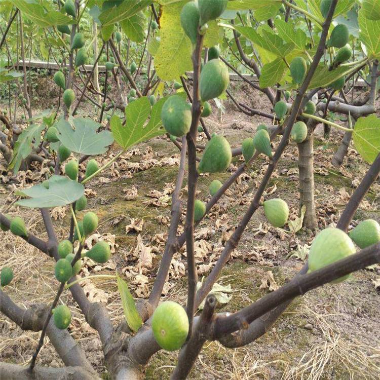 津南布蘭瑞克無(wú)花果苗貨源基地恒誠園藝