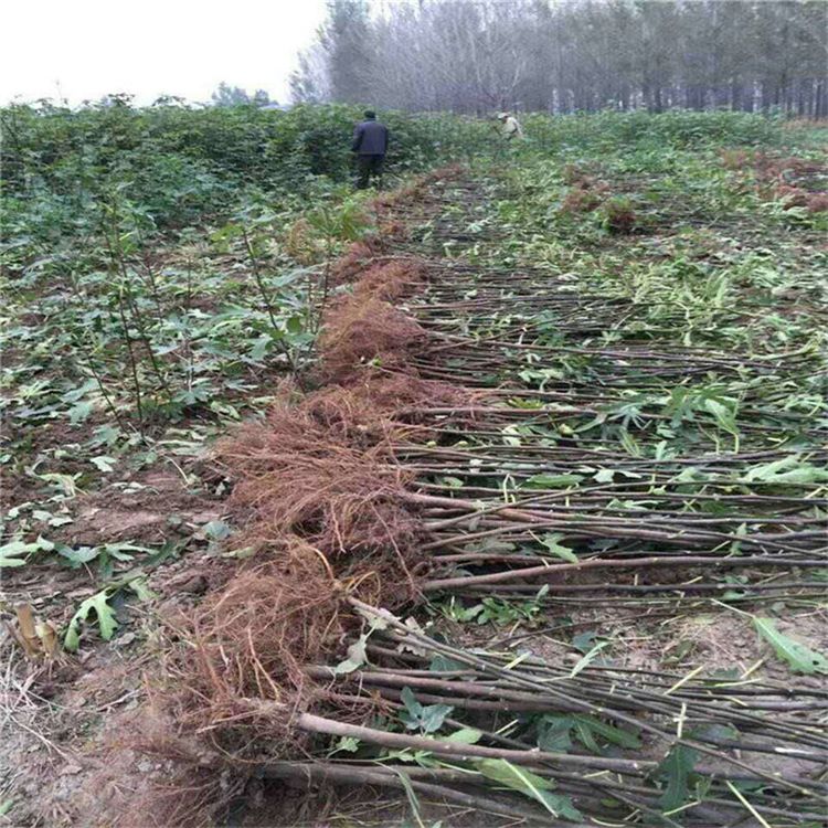 合肥无花果苗安徽无花果苗批发供应量大优惠欢迎电话联系咨询