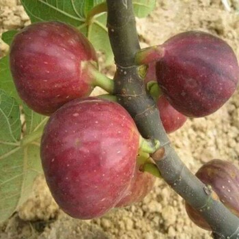 鶴壁3年的無花果苗無花果樹苗易管理產(chǎn)量高歡迎電話聯(lián)系咨詢