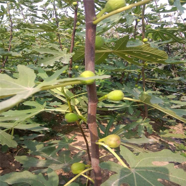 甘孜扦插無花果苗根系發(fā)達(dá)成活率高恒誠苗木