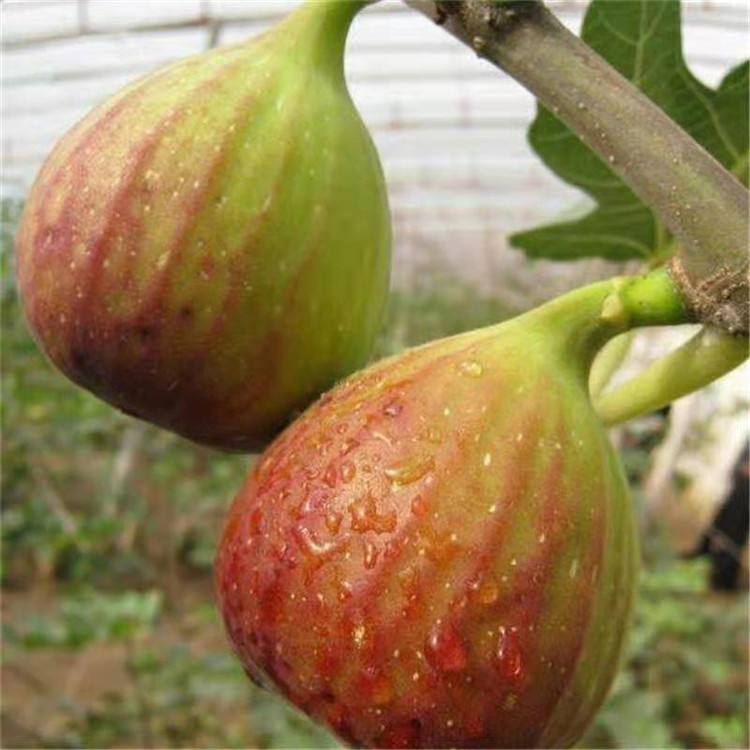 東營青皮無花果苗個大口感甜恒誠園藝