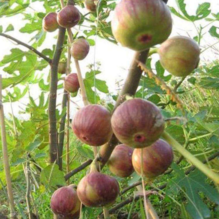商丘供應(yīng)無花果苗貨源基地恒誠苗木