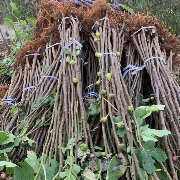 大同河南无花果苗保湿邮寄看圃起苗恒诚园艺场