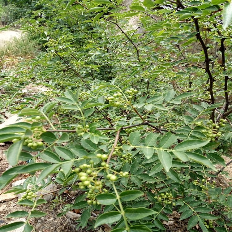 聊城青花椒苗价格价格优惠大量供应欢迎咨询电话联系