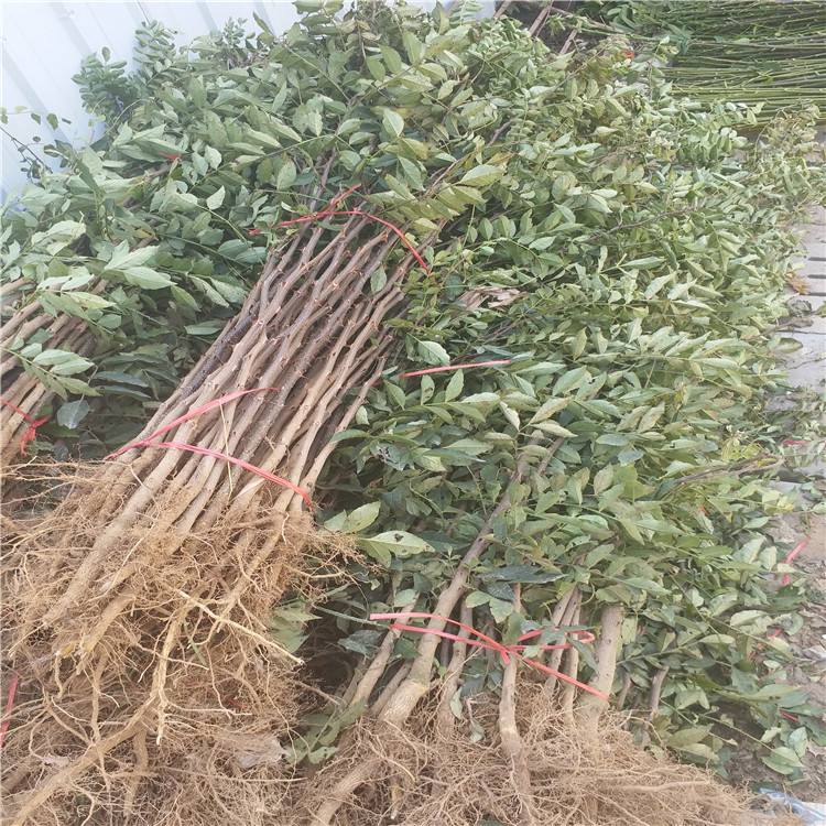 永新秦安花椒苗價格優(yōu)惠大量供應(yīng)恒誠園藝基地