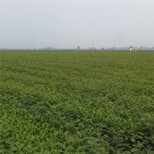 晋中花椒苗的种植管理简单欢迎咨询电话联系图片5