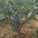 西安西梅苗品種現挖現賣批發西梅樹價格