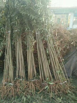 香椿苗的价格宁德基地培育厂家山东香椿树