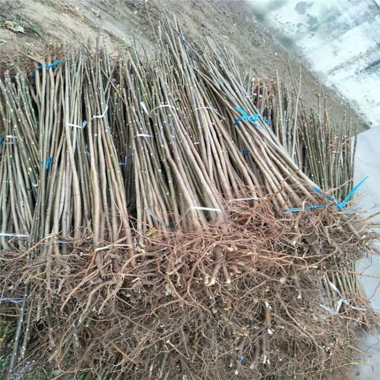 香椿苗豆腐梧州基地培育厂家香椿树基地