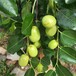 岳阳枣苗品种基地培育价格优惠枣树供应