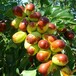 张家口长枣苗根系发达成活高枣树供应